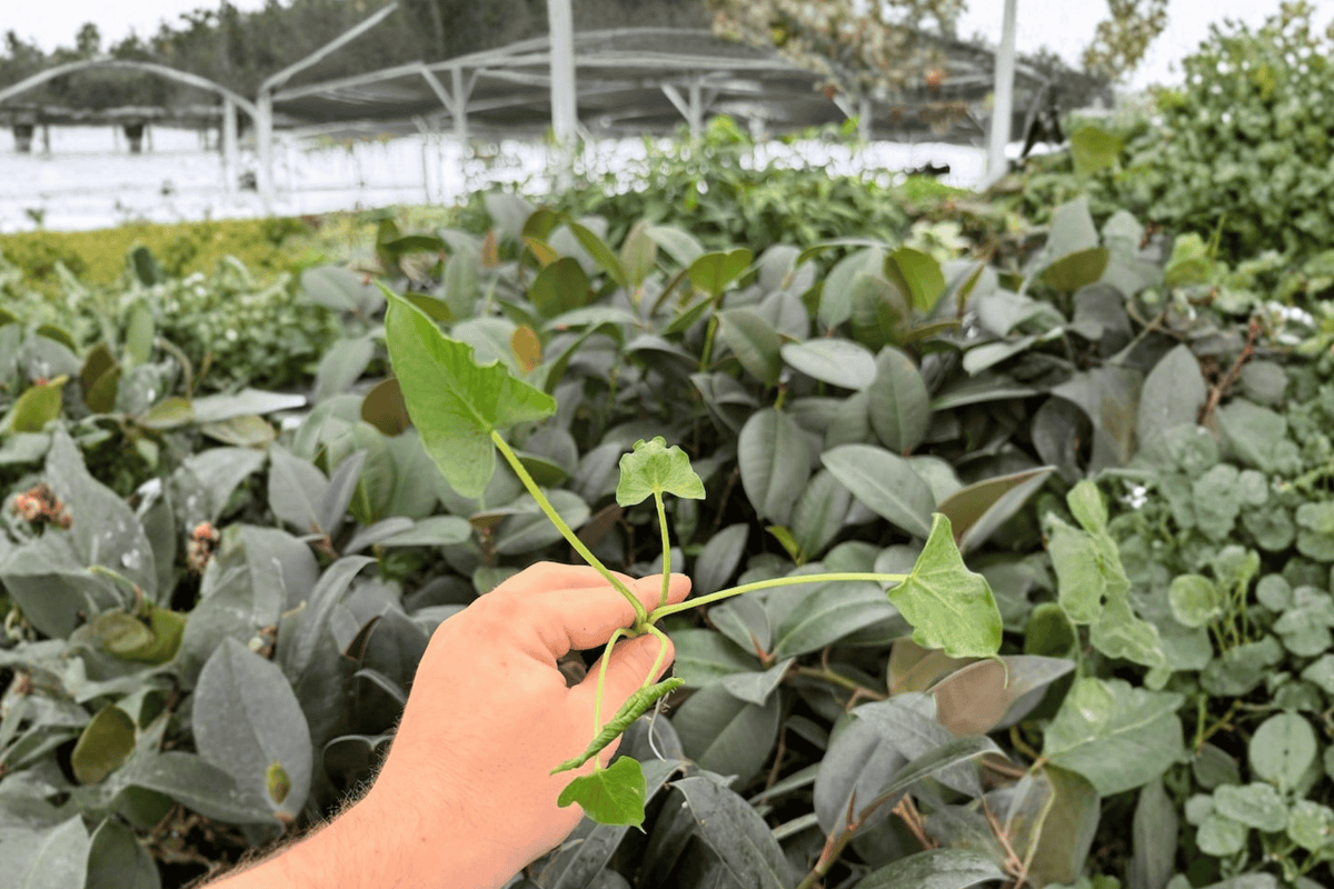 Alocasia Triangularis 2 Exact Live Starter Plants – 2-Inch Starter Size