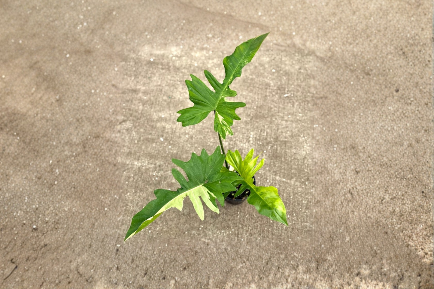 Philodendron Florida Beauty x Mayoi Live Plant Rare Tropical Houseplant in 3 to 4 Inch Pot