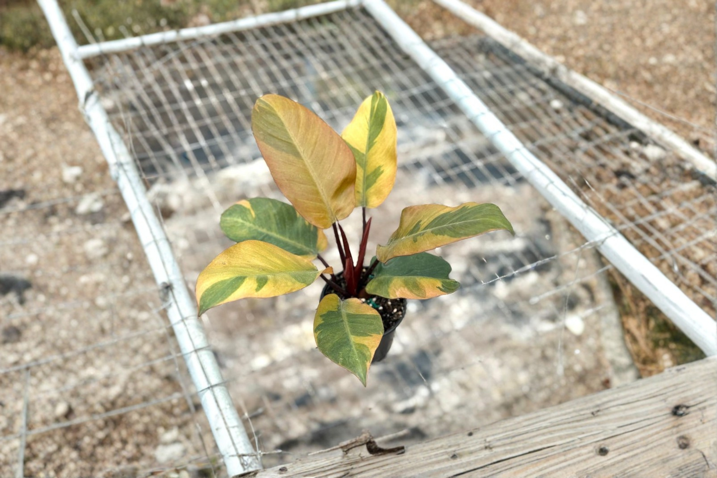 Philodendron Black Cardinal Variegated Live Plant Rare Black Philodendron in 3-4 Inch Pot Indoor Houseplant Gift