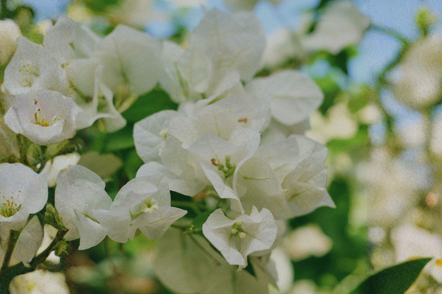 Vera White Bougainvillea Live Starter Plant in Container