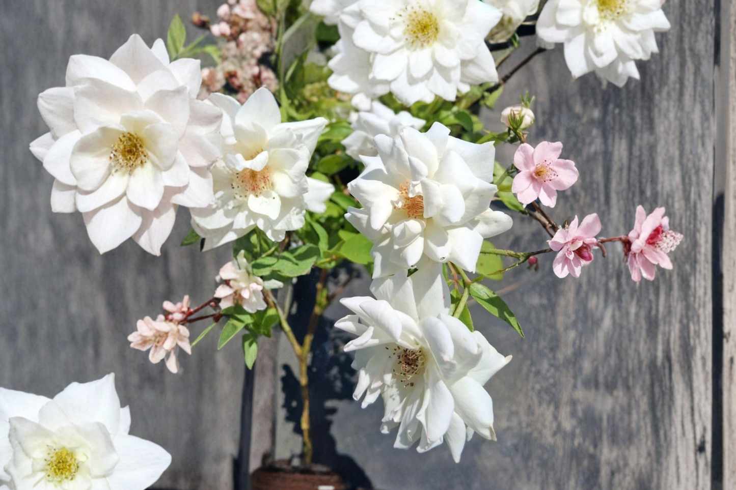 Iceberg Floribunda Rose Plant 2 Gal White Bush, Flowering Rose Shrub for Garden Borders Landscape