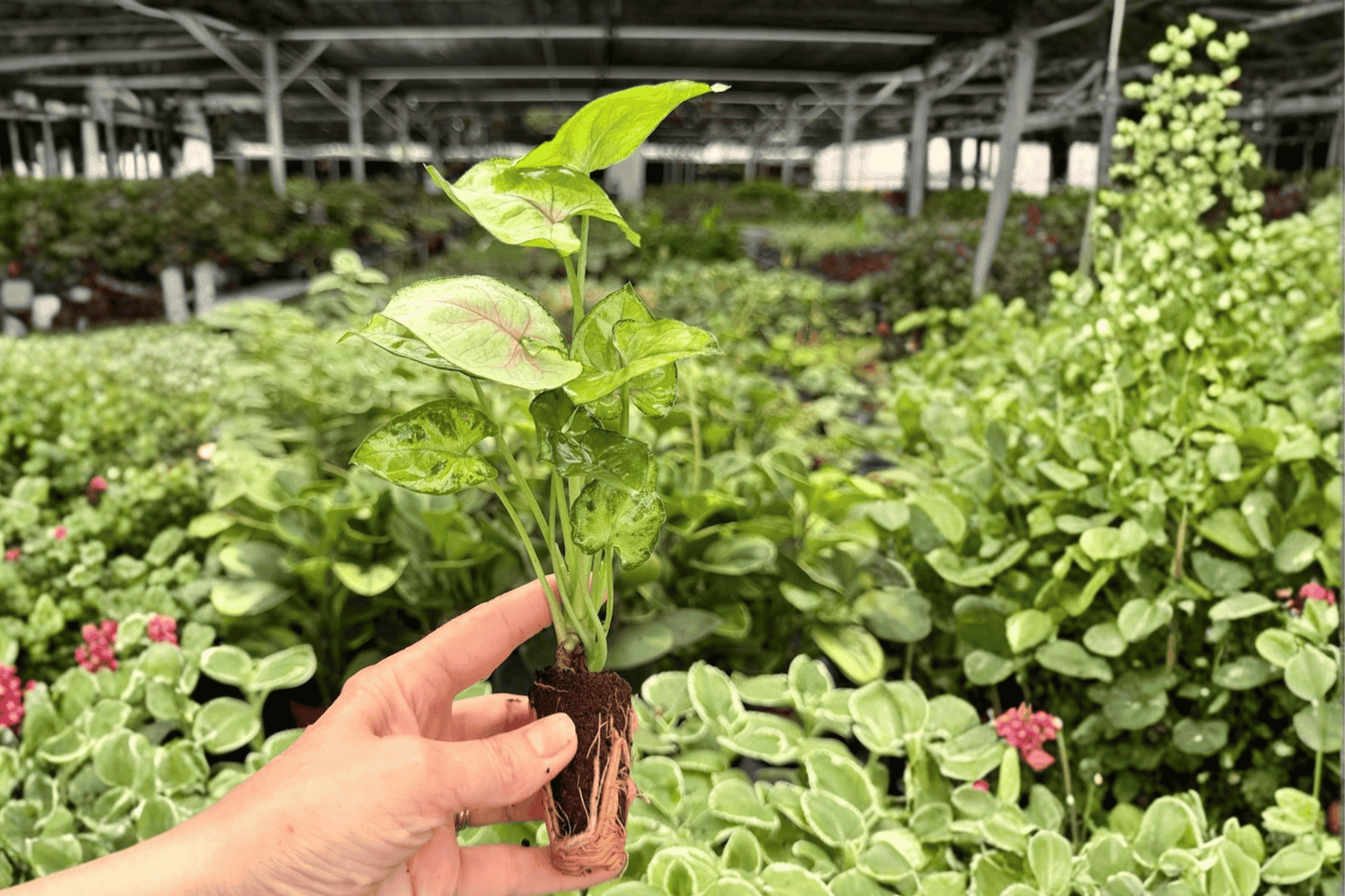 Syngonium Bright Allusion 2 Exact Starter Live Plants – Plug – Syngonium podophyllum