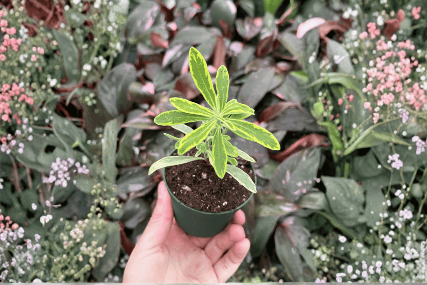 2 Euphorbia 'Ascot Rainbow' Starter Plants in 2-Inch Pots – Euphorbia × martinii 'Ascot Rainbow'