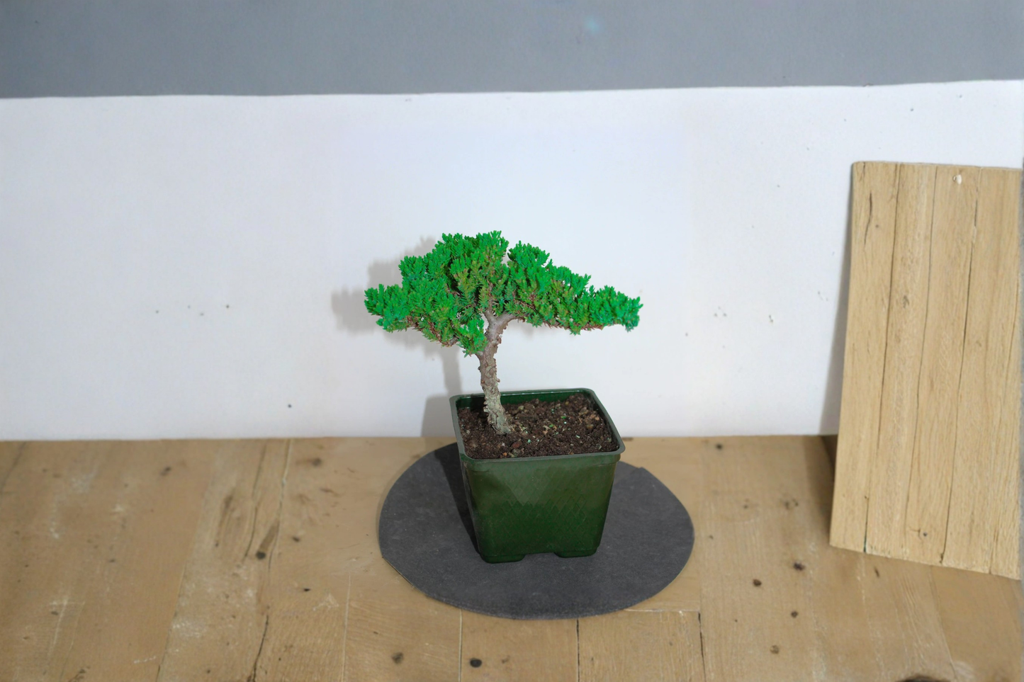 Japanese Juniper Bonsai Live Plant Procumbens Nana Mini Bonsai Tree 3 Inch Pot