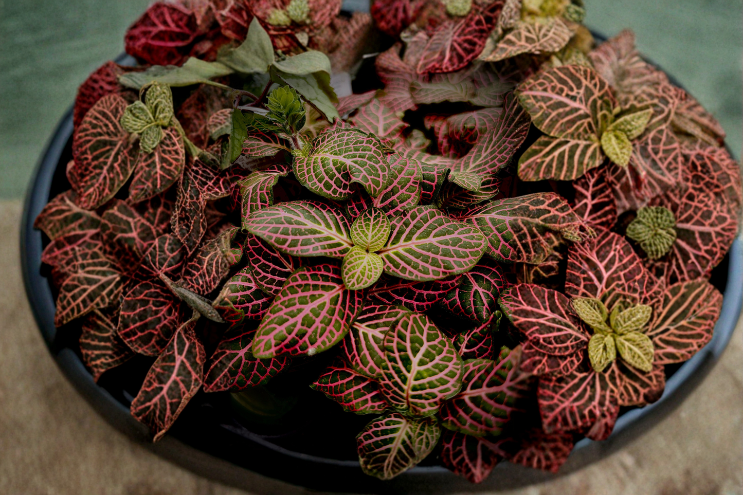 Fittonia Ruby Red Live Plant Nerve Plant Pink Red Veined Houseplant Tropical Foliage Plant Shipped Without Pot