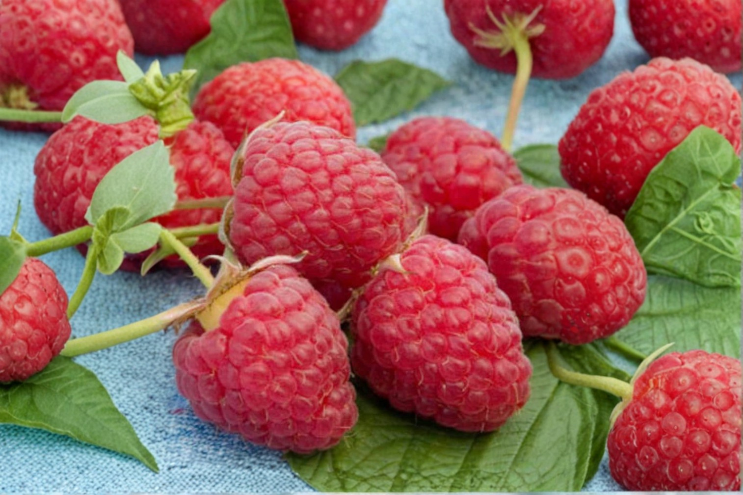Red Raspberry Seeds 3 Pack Indoor Outdoor Berry Fruit Plant Container Garden Seeds USA Harvested