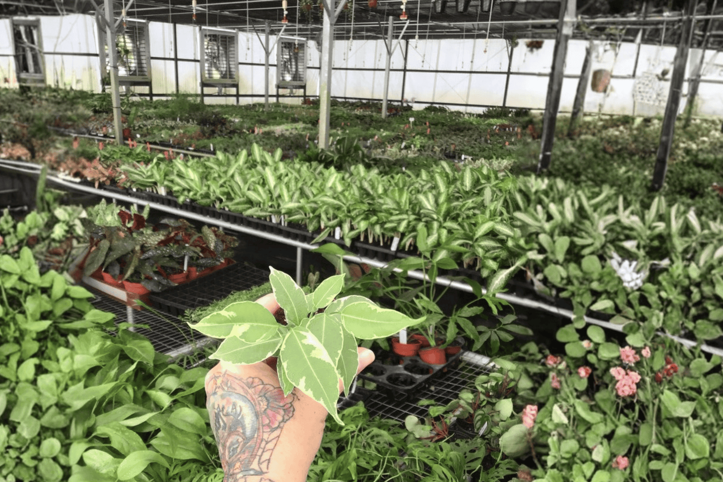 Variegated Ficus Benjamina 2 Starter Live Plants – 2-Inch Pot Size – Ficus benjamina