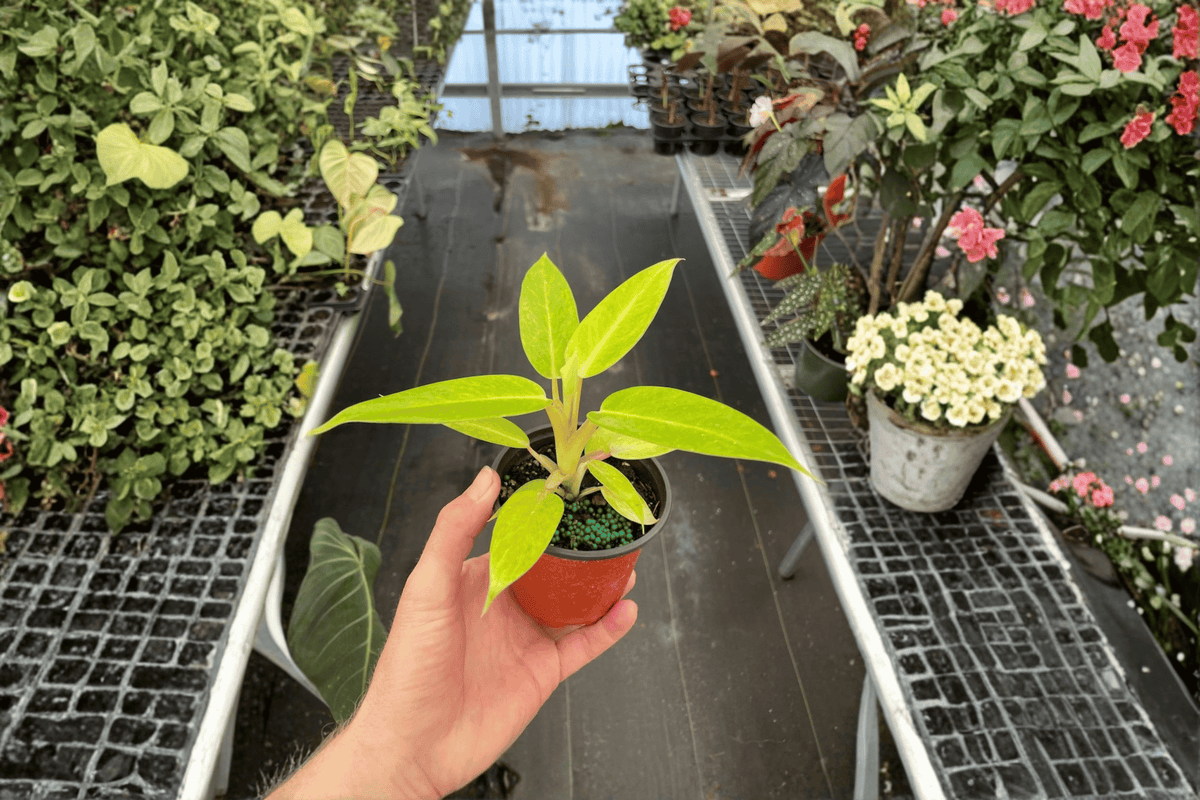 Philodendron ‘Calkins Gold’ 2 Live Plants – 4-Inch Pots