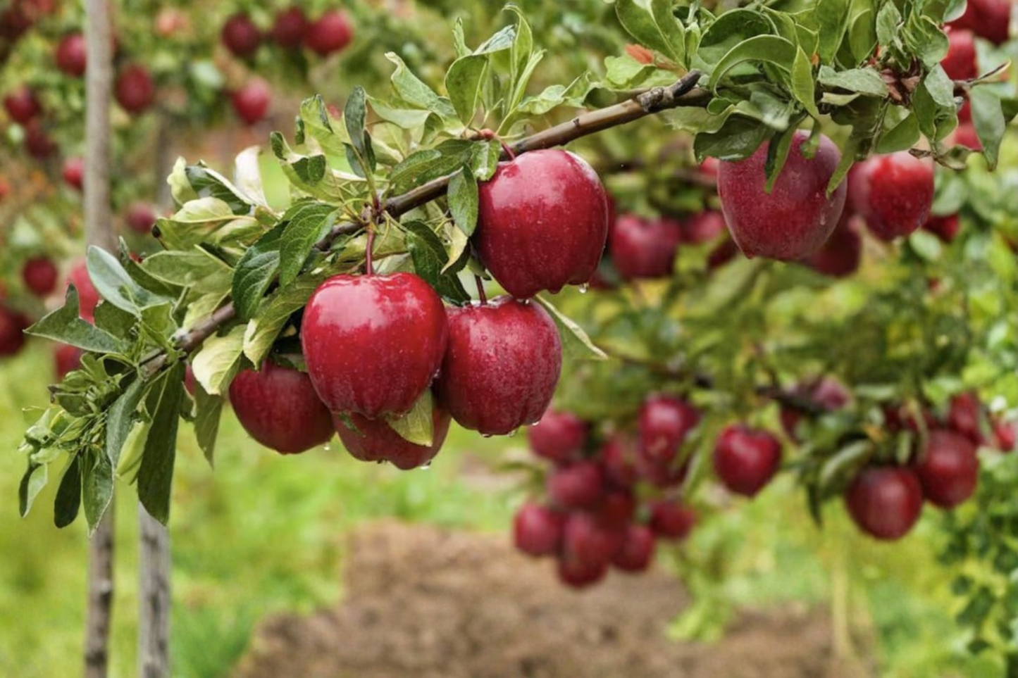 Dwarf Red Delicious Apple Tree Grafted Live Fruit Tree Compact Apple Tree Ready to Plant Home Orchard Tree Only