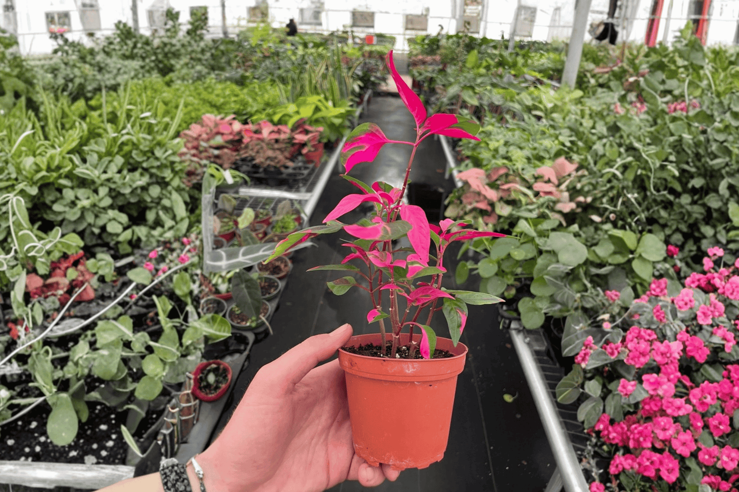 2 Alternanthera 'Party Time' Live Plants – 4-Inch Potted Ornamental Plants (Alternanthera ficoidea)