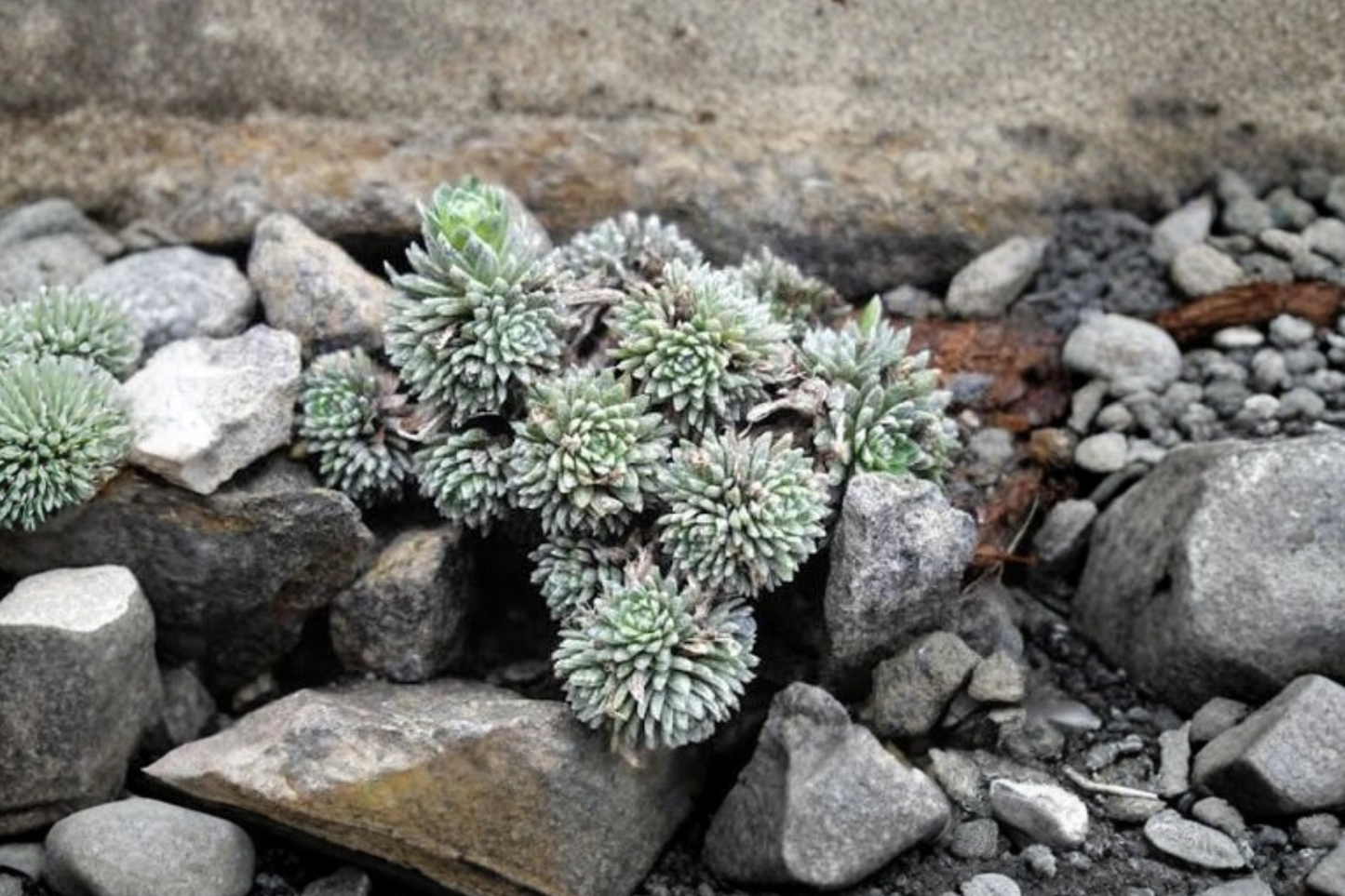Sinocrassula yunnanensis Rare Live Succulent – Bare Root Plant