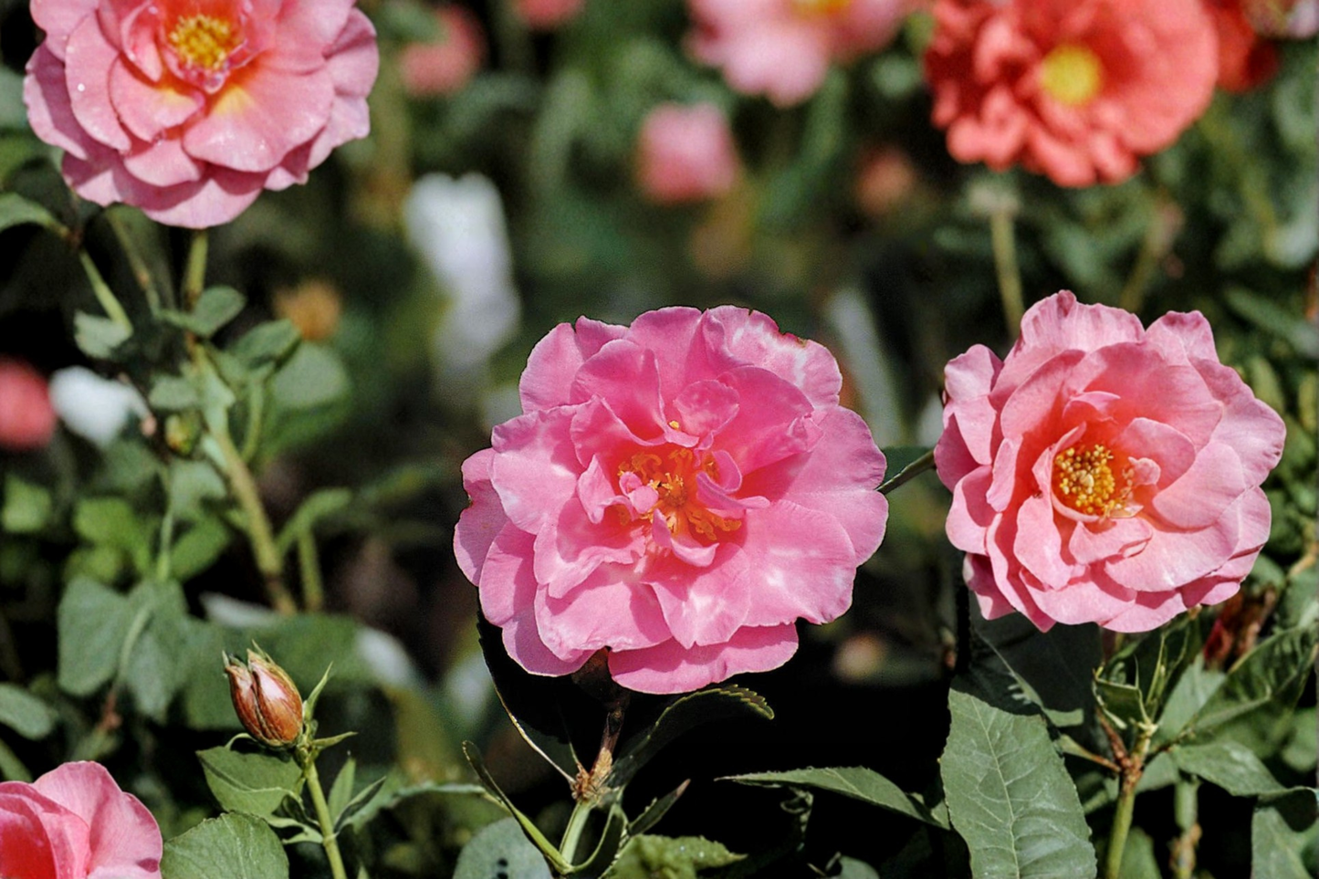 Japanese Camellia ‘Charlean’ 1 Gallon Live Plant – Camellia japonica Pink Flowering Evergreen Shrub