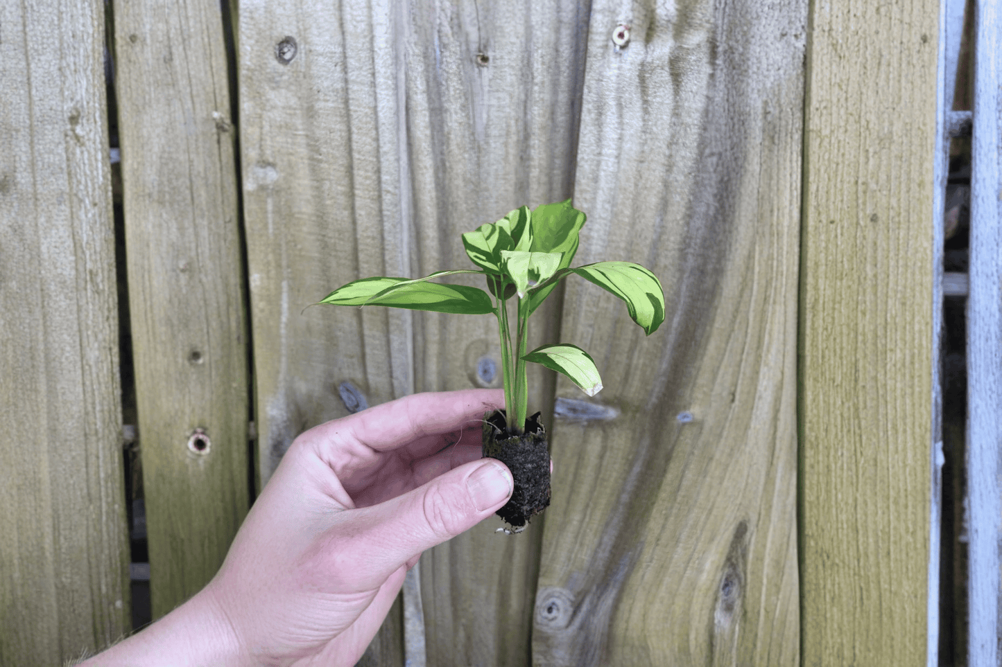 2 Calathea pilosa Starter Plants Bare Root – Goeppertia pilosa