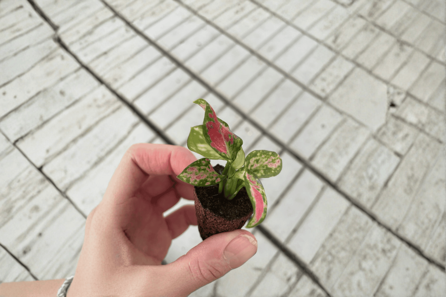 2 Aglaonema Black Maroon Starter Plants – Aglaonema Hybrid Bare Root