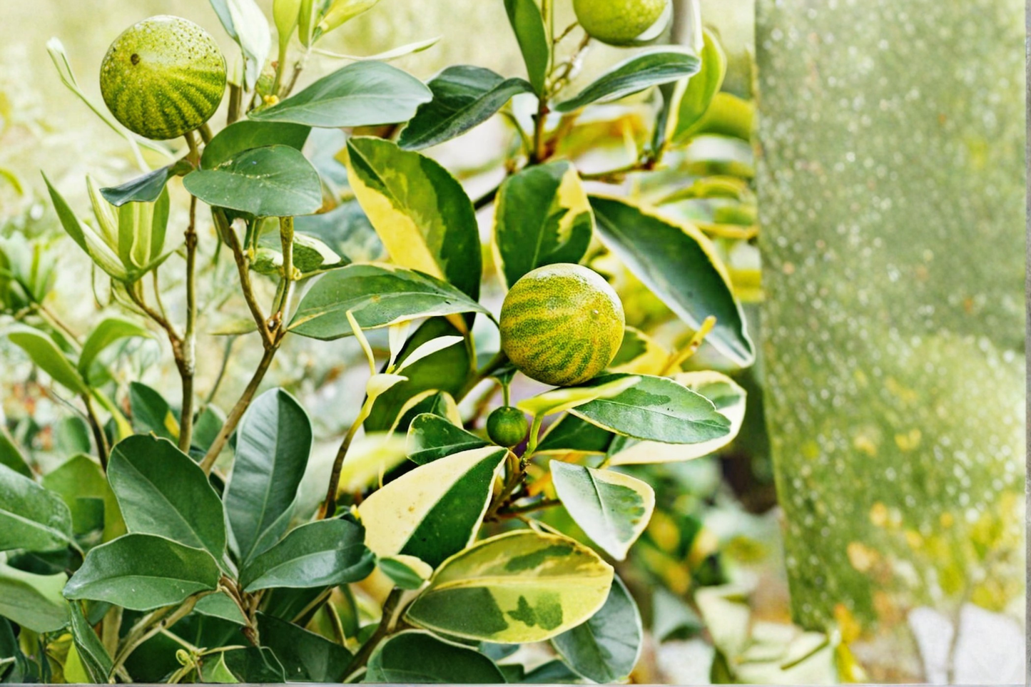Variegated Pink Lemon Tree Air Layered 2 ft – Dwarf Citrus limon Live Plant for Patio Garden (No Ship to CA)