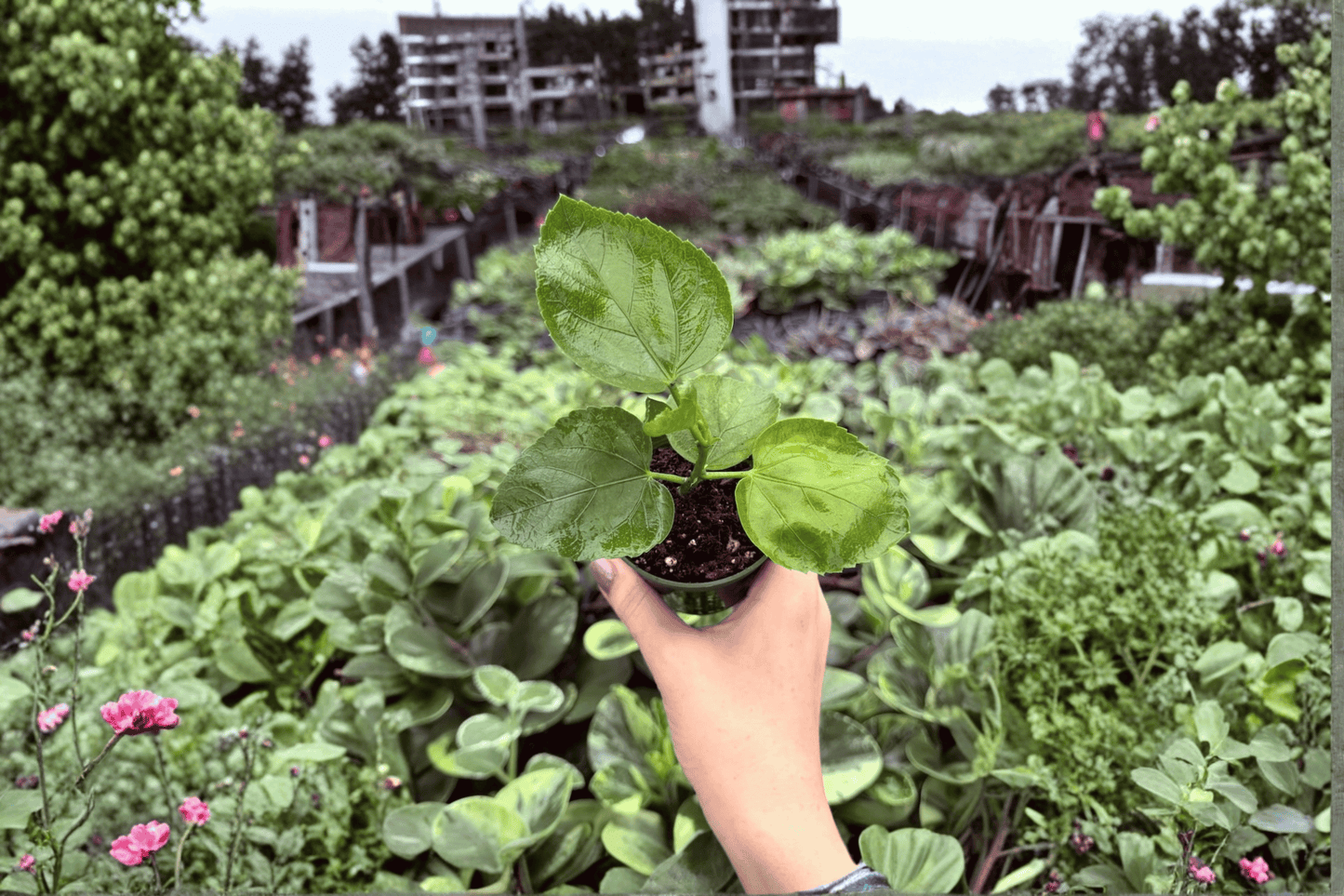 2 Space Oddity Hibiscus Live Starter Plants – Bare Root in Soil Pod (Hibiscus rosa-sinensis)