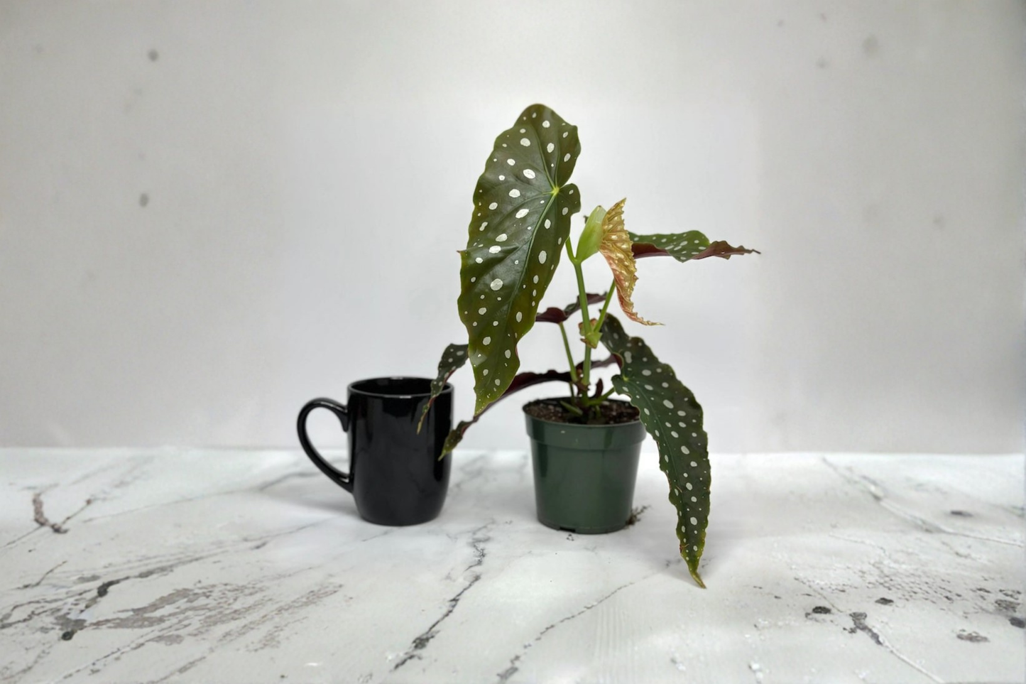 Begonia Maculata Live Plant Polka Dot Begonia Tropical Houseplant Starter Cutting