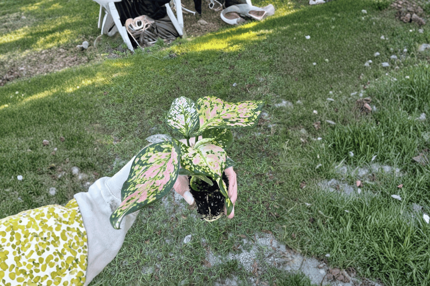 2 Aglaonema Wishes Starter Plants – Aglaonema Hybrid Bare Root