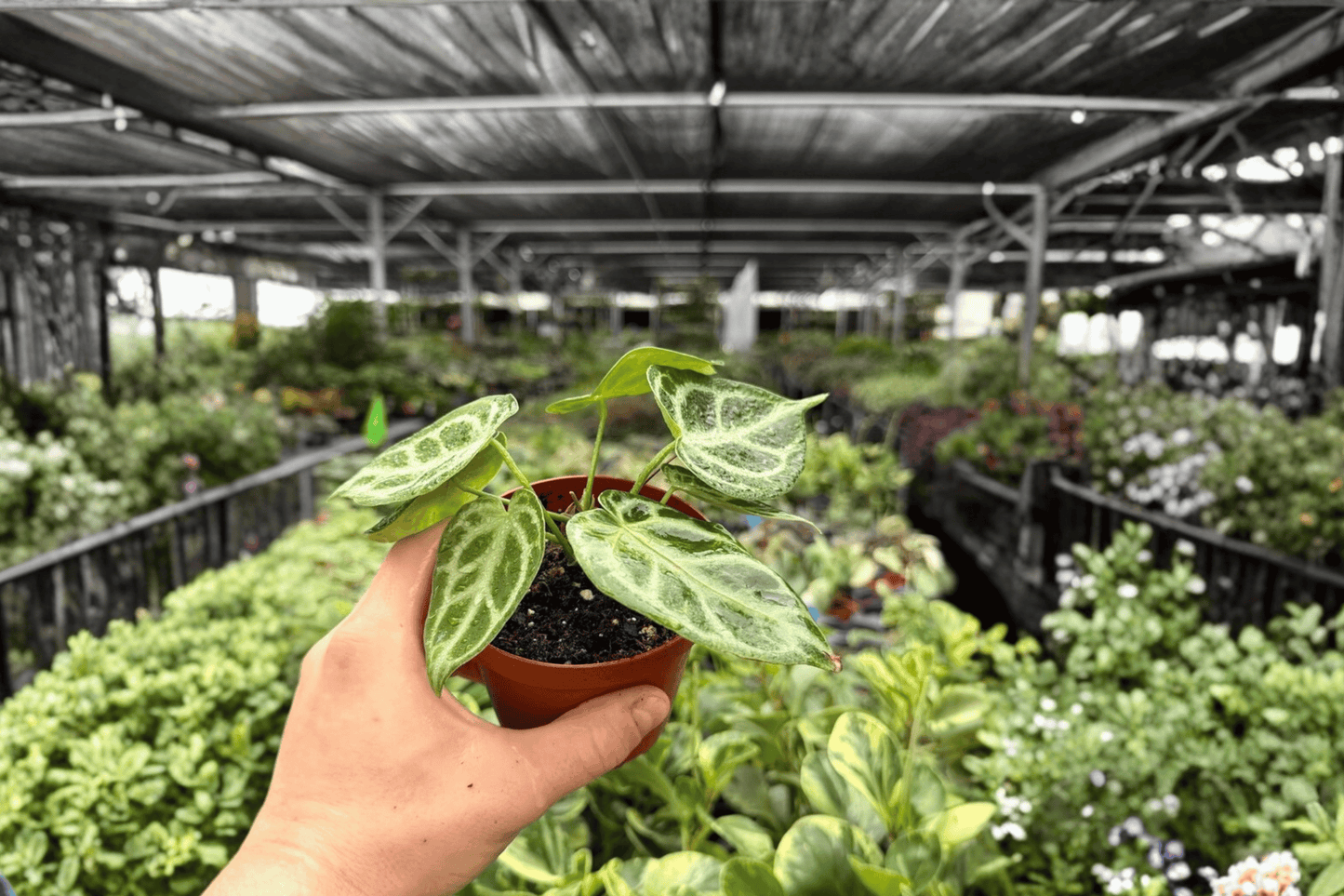Anthurium Silver Narrow 2 Exact Live Plants – 4-Inch Pots
