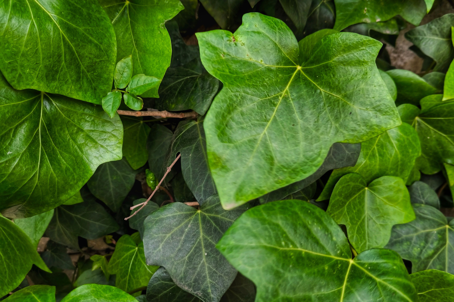 25 Rooted English Ivy Plants – Hedera helix Live Starter Plants