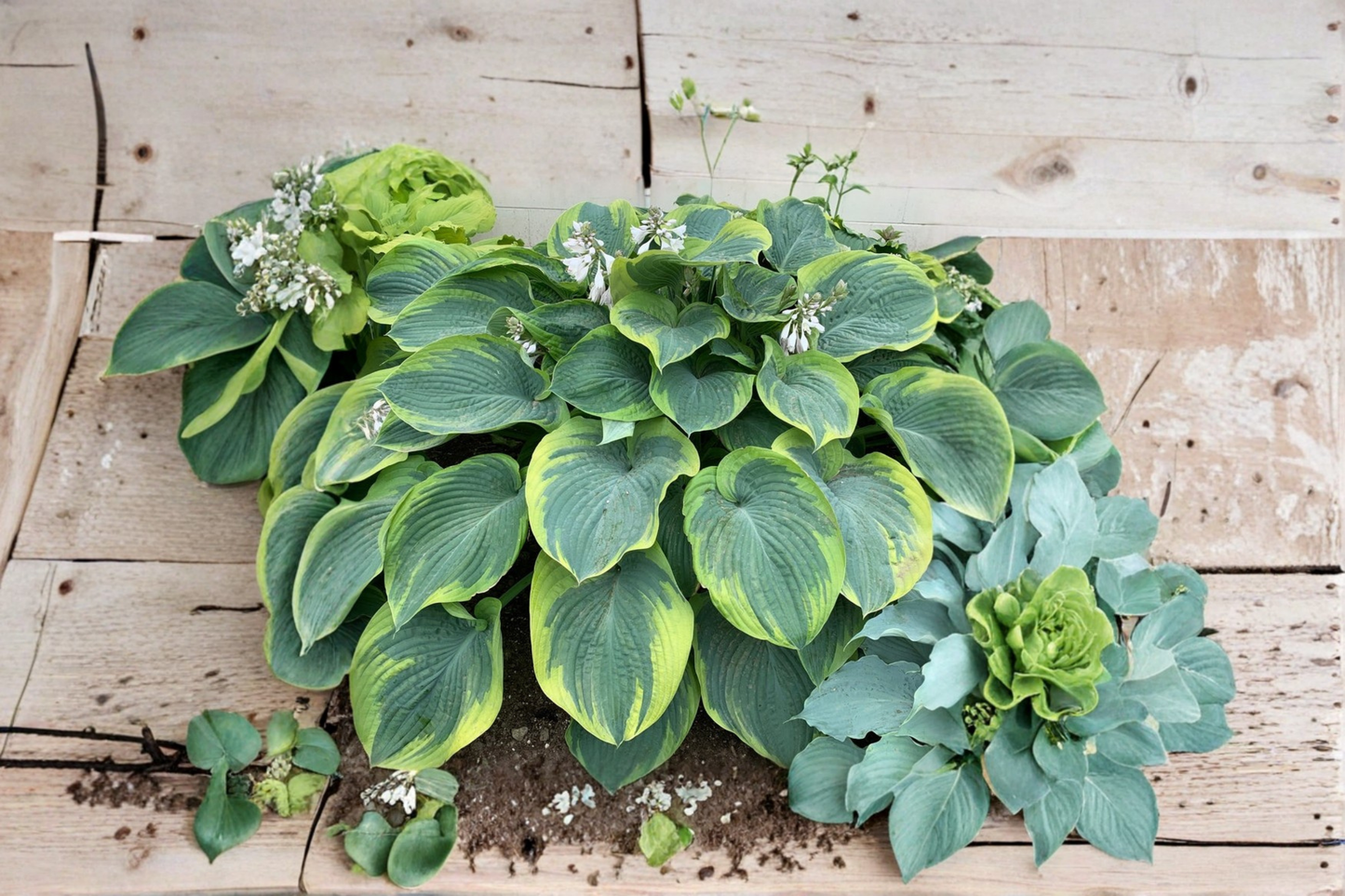 Terms of Endearment Hosta 3 Inch Pot Variegated Shade Perennial Green Yellow Leaf Garden Starter Plant