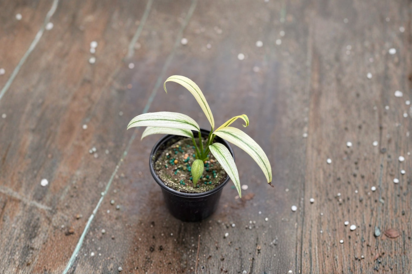 Epipremnum Amplissimum Albo Live Plant Variegated Pothos Cutting in 3 Inch Pot