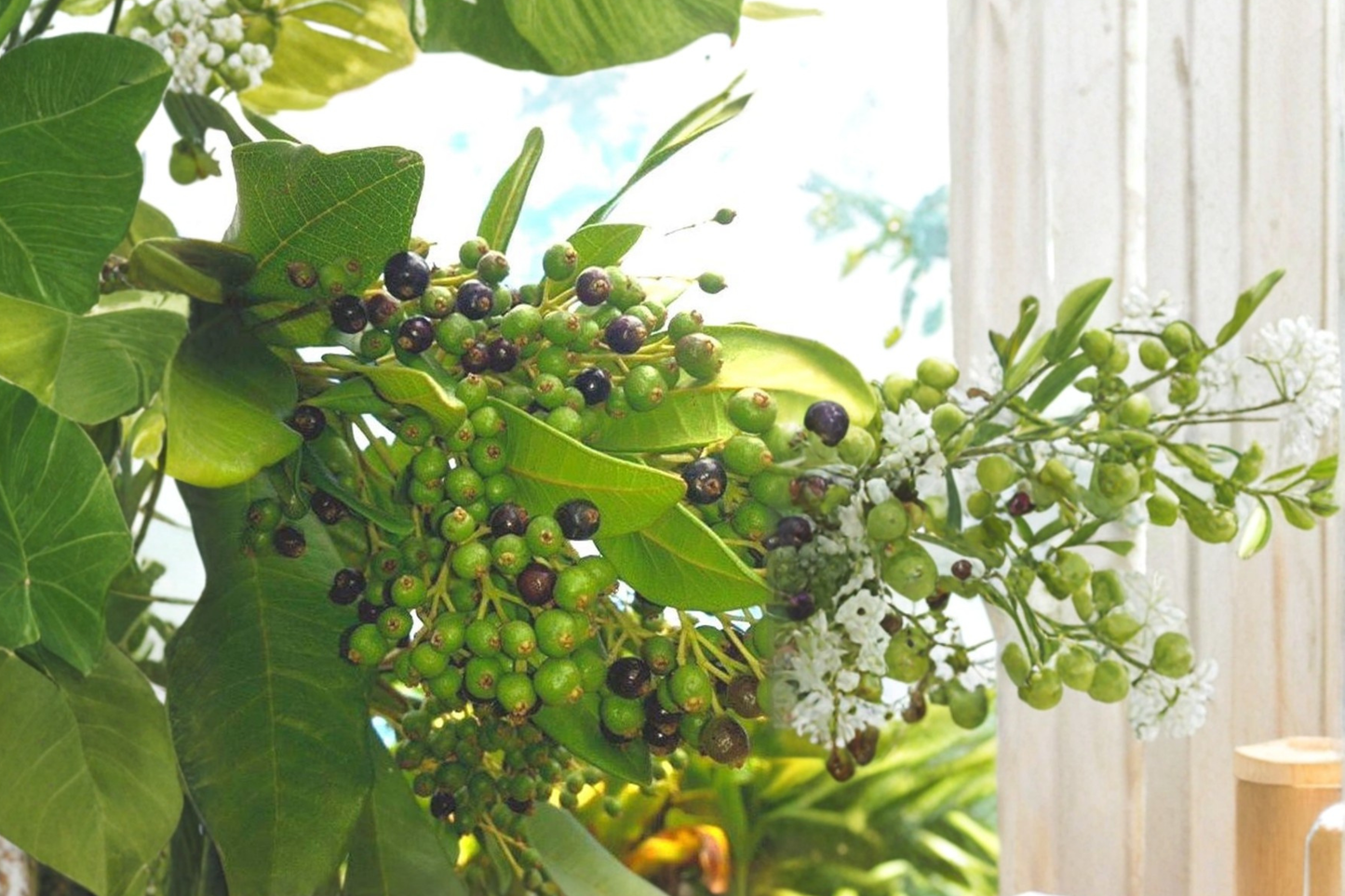 Allspice Live Plant 3-4 ft Tall – Pimenta dioica Tree in Pot for Patio Garden Tropical Plant (No Ship to CA)