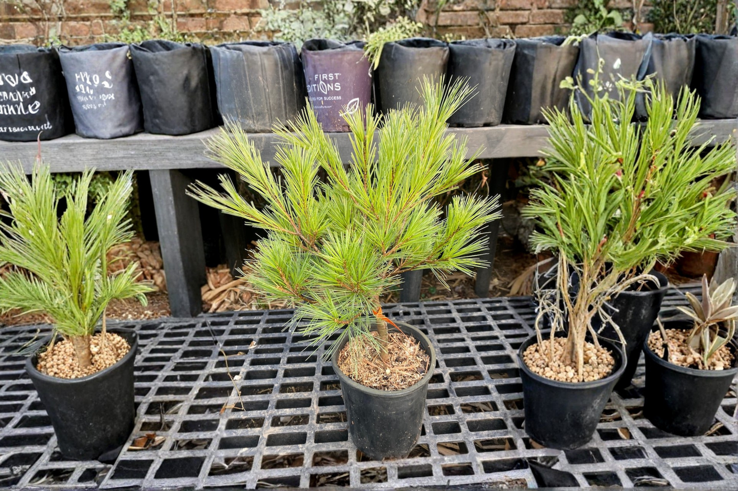 Caboose White Pine 12 Inch Live Plant 1 Gallon Pot – Pinus strobus Dwarf Evergreen Conifer Compact Garden Tree
