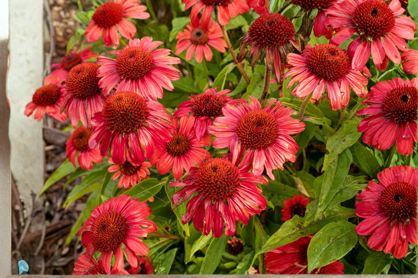 Artisan Red Ombre Coneflower Live Plants 3 Rooted Starters in 1 Qt Pots Echinacea Red Perennial Flower Plant