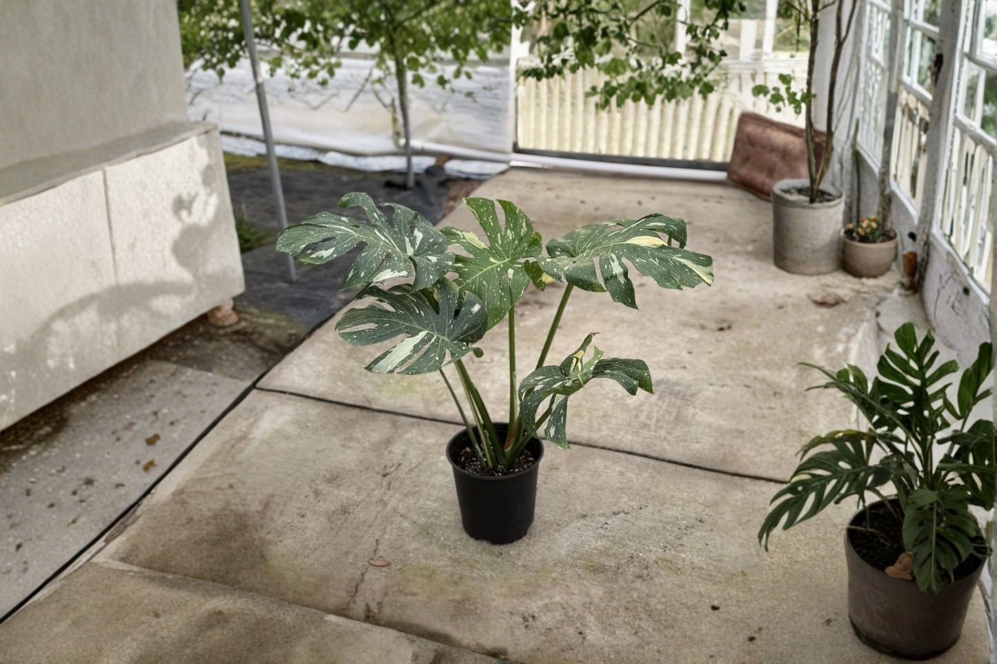 Monstera Thai Constellation Live Plant Variegated Monstera 8 Inch Rare Houseplant