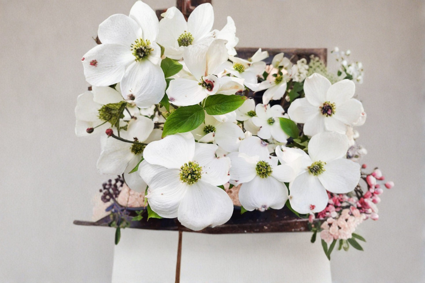 Cherokee Princess Dogwood Live Tree 1 Gallon Pot – Cornus florida White Flowering Dogwood Ornamental Spring Garden Tree