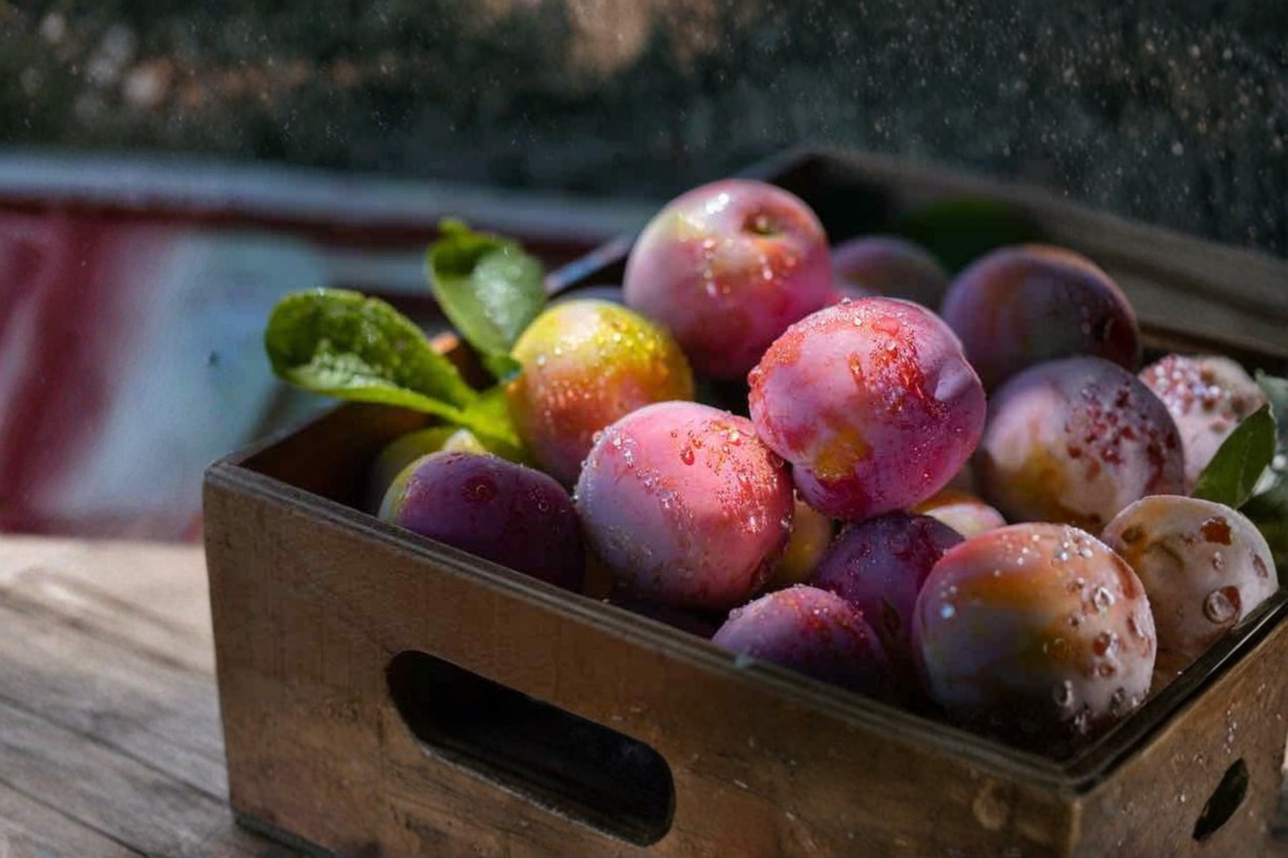 Methley Plum Tree Live Fruit Tree Grafted Plum Plant Ready to Plant Backyard Orchard Tree Only