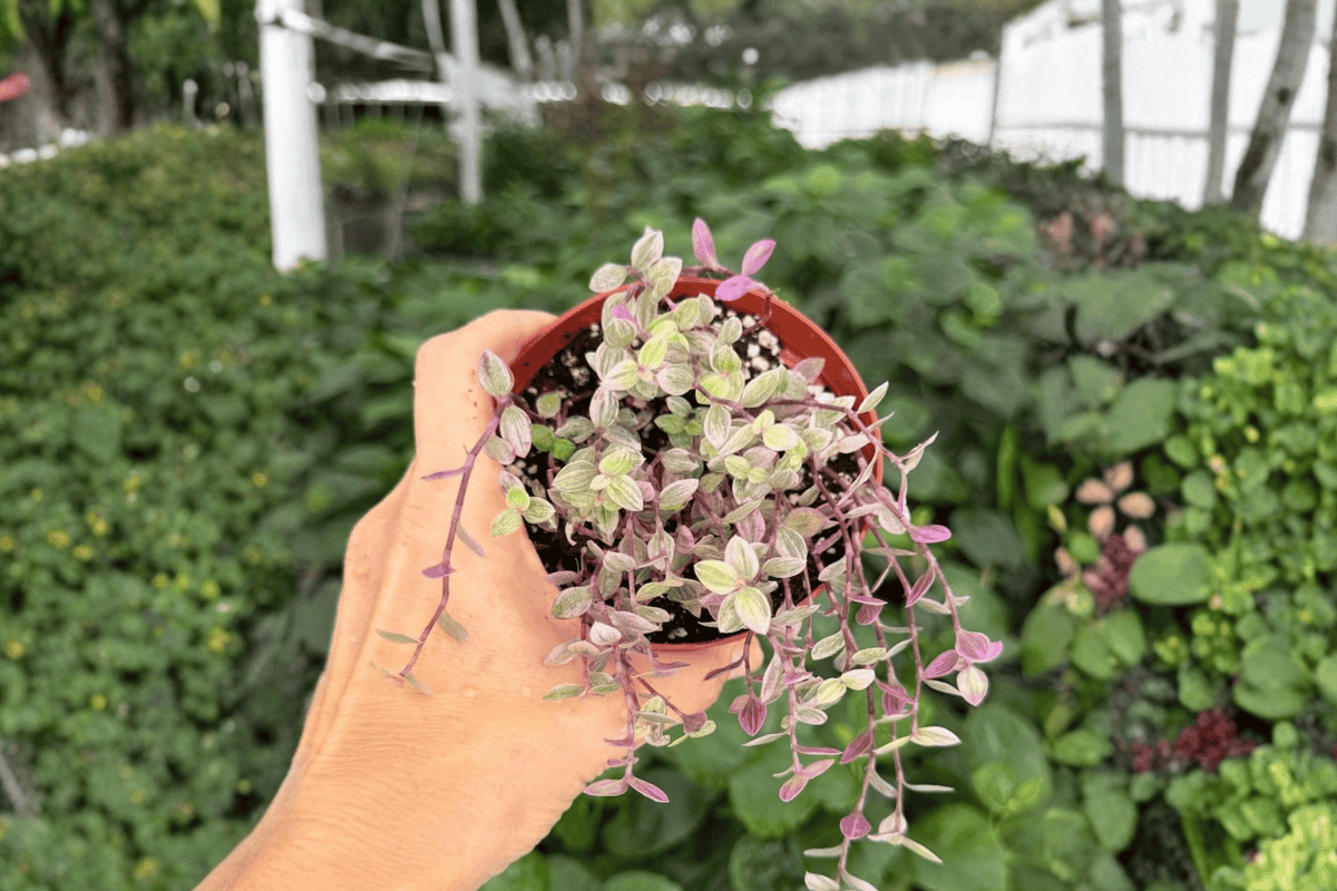 Tradescantia ‘Pink Panther’ 2 Exact Live Plants – 4-Inch Pots