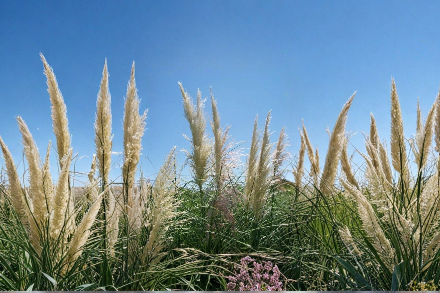 White Pampas Grass Live Plant 1 Gallon – Large Ornamental Grass for Landscape, Outdoor Garden Border Plant Easy to Grow
