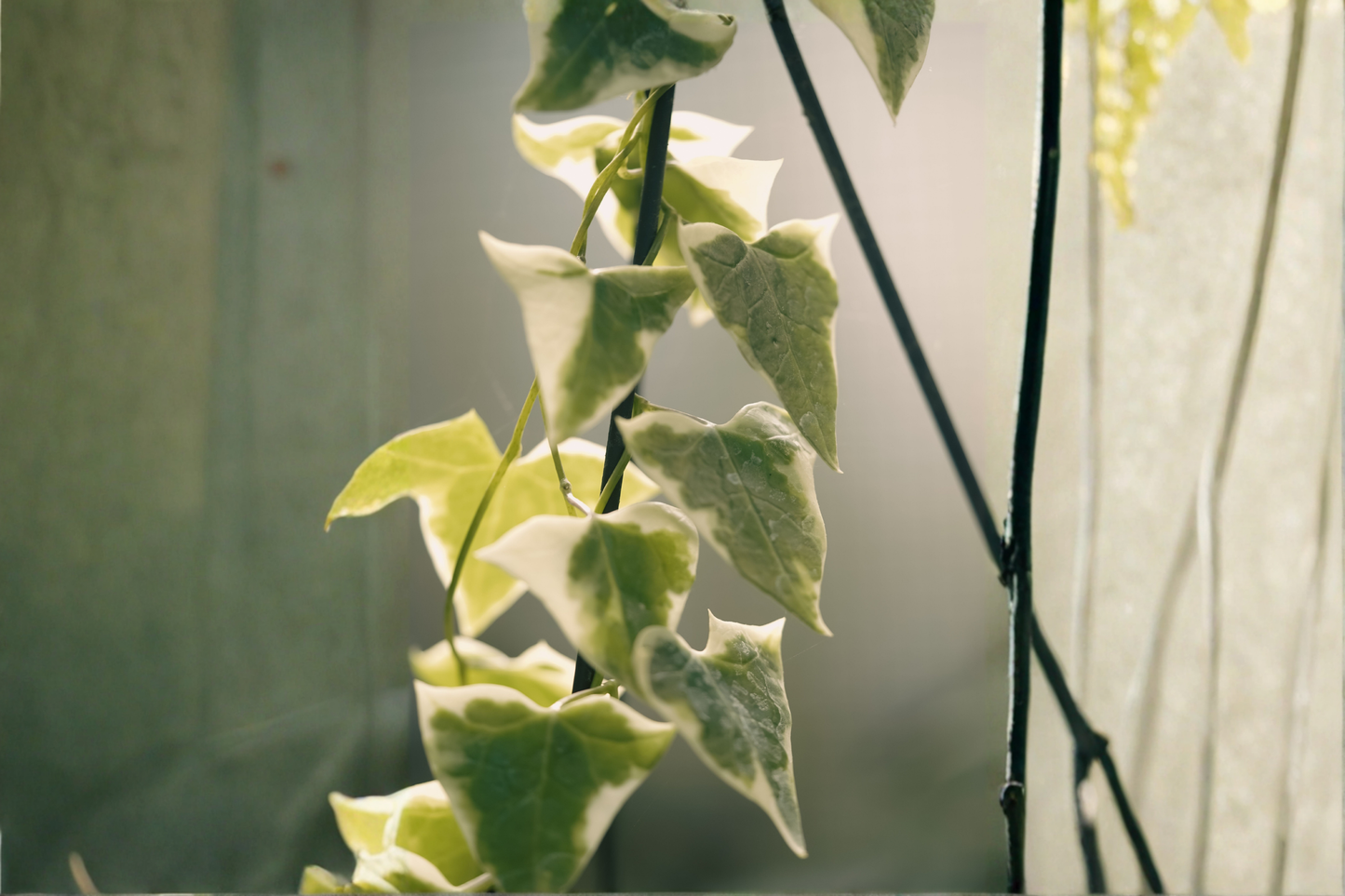 2 Variegated English Ivy ‘Glacier’ Live Plants – Hedera helix Trailing Houseplants