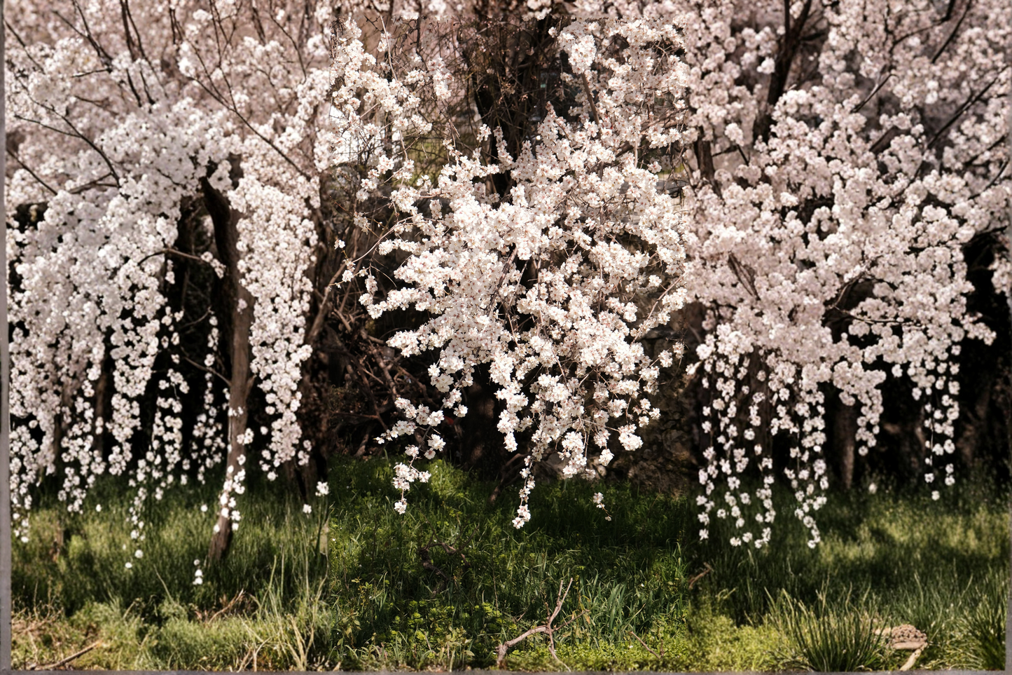 Weeping Yoshino Cherry Live Plant 24–36 Inches Tall – No Pot (Prunus × yedoensis)