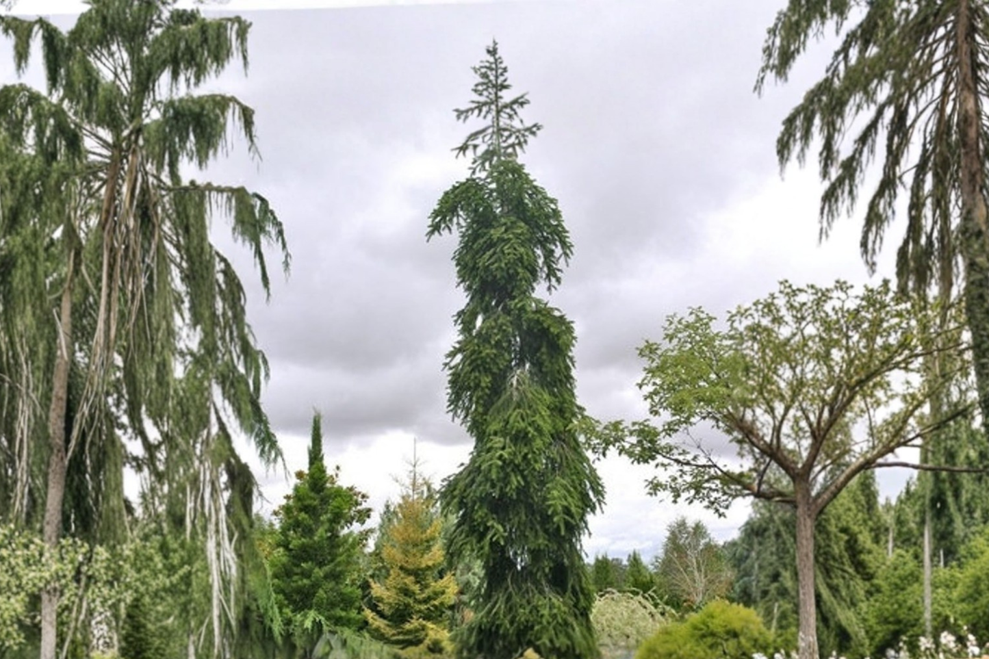 Weeping Nordmann Fir Live Plant 1 Gallon Pot 12 Inch Tall Abies nordmanniana Pendula Cascading Evergreen Conifer Tree