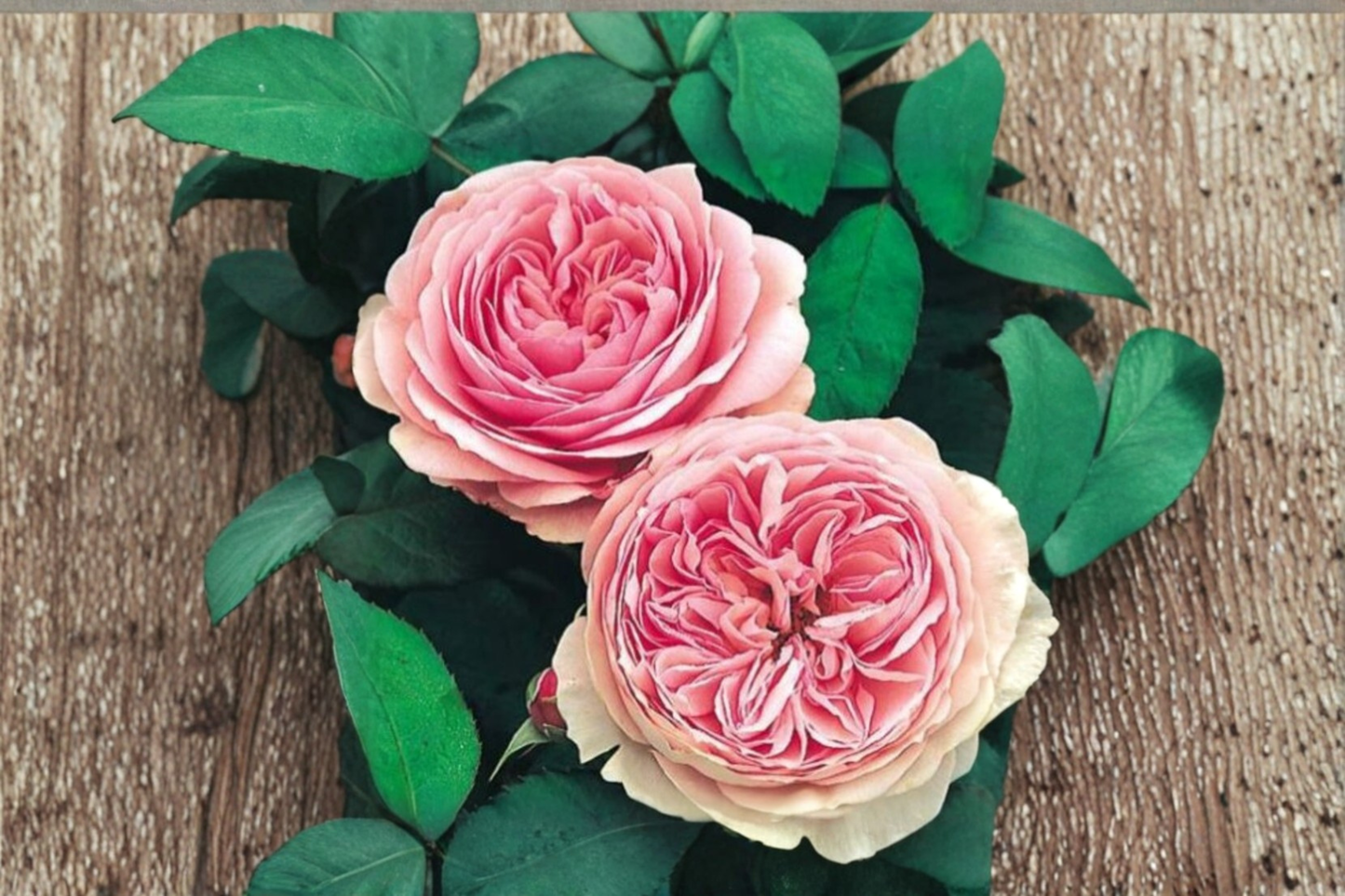 Rare Pink English Rose Seeds Fragrant Flower Bush 30 Seeds Romantic Garden Rose Plant for Outdoor Planting