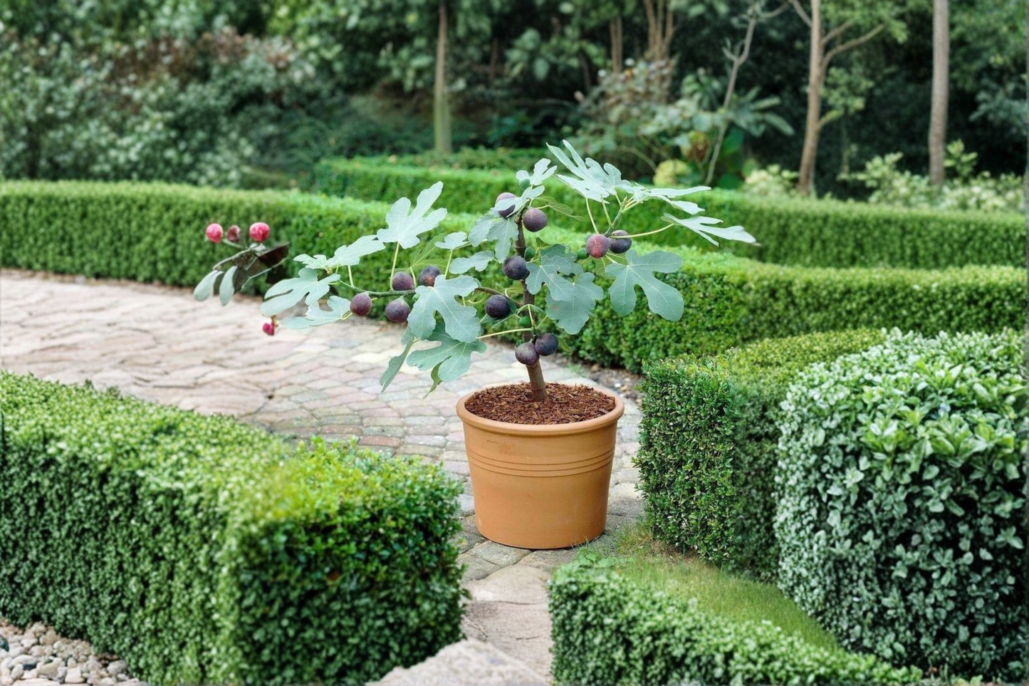 Celeste Fig Cutting Fresh Fig Cuttings for Propagation Sweet Heirloom Fig Variety Rooting Plant Cutting One Cutting