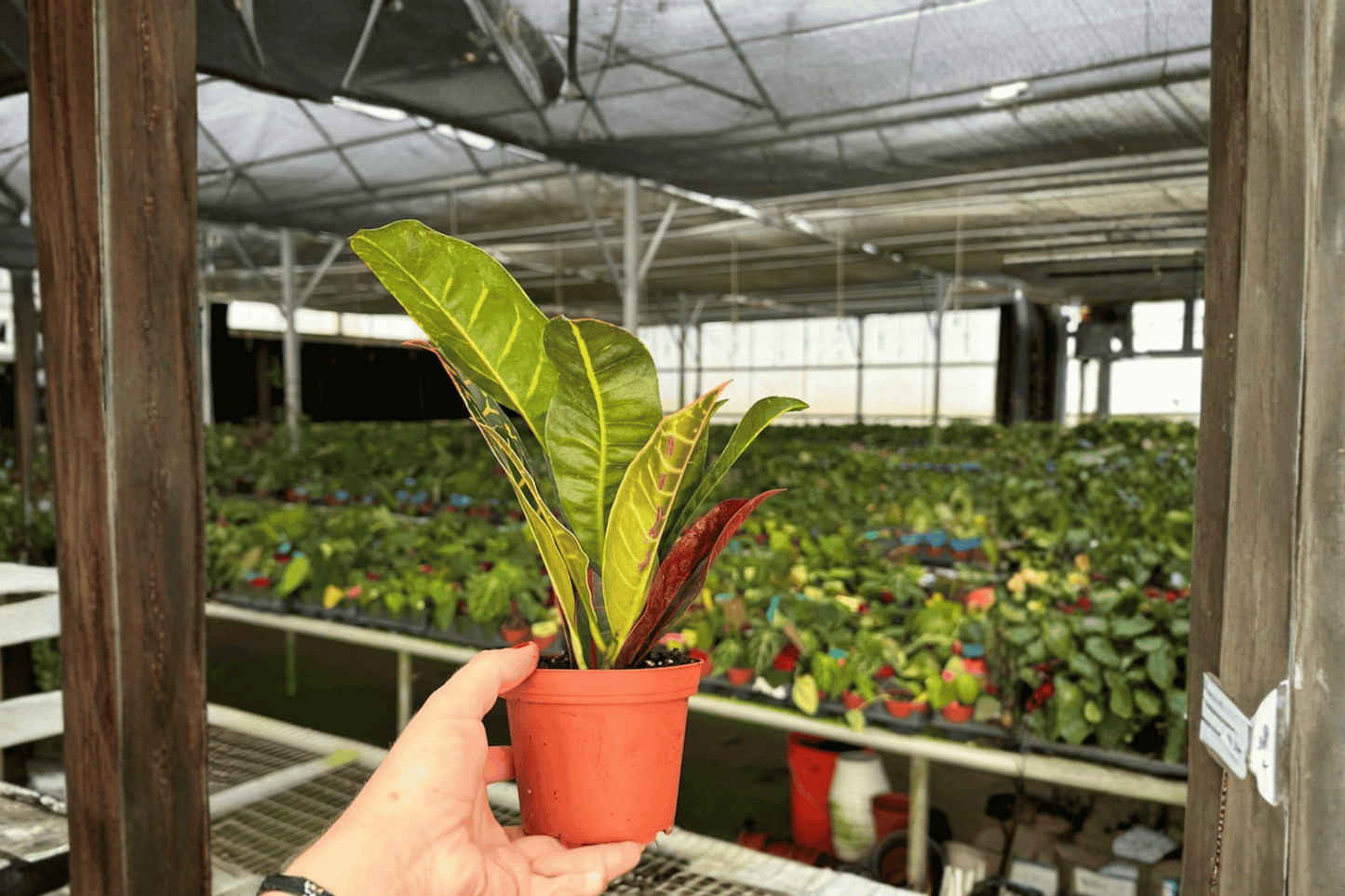 Croton Petra 2 Live Plants – 4-Inch Pots – Codiaeum variegatum ‘Petra’