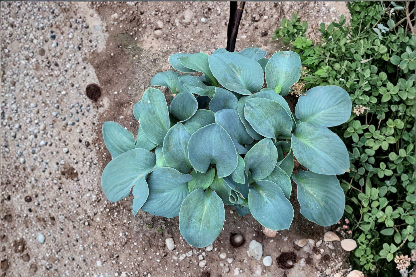 Silver Bullet Hosta 3 Inch Pot Variegated Shade Perennial Green White Leaf Garden Starter Plant