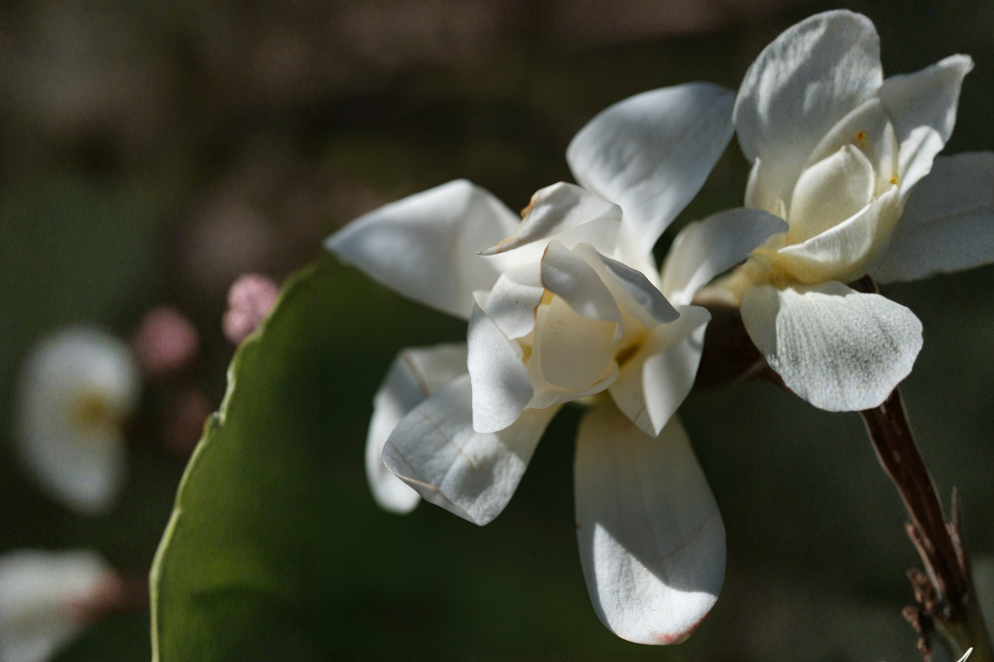 Bigleaf White Magnolia Live Bare Root Plant 6+ Inches – Magnolia macrophylla