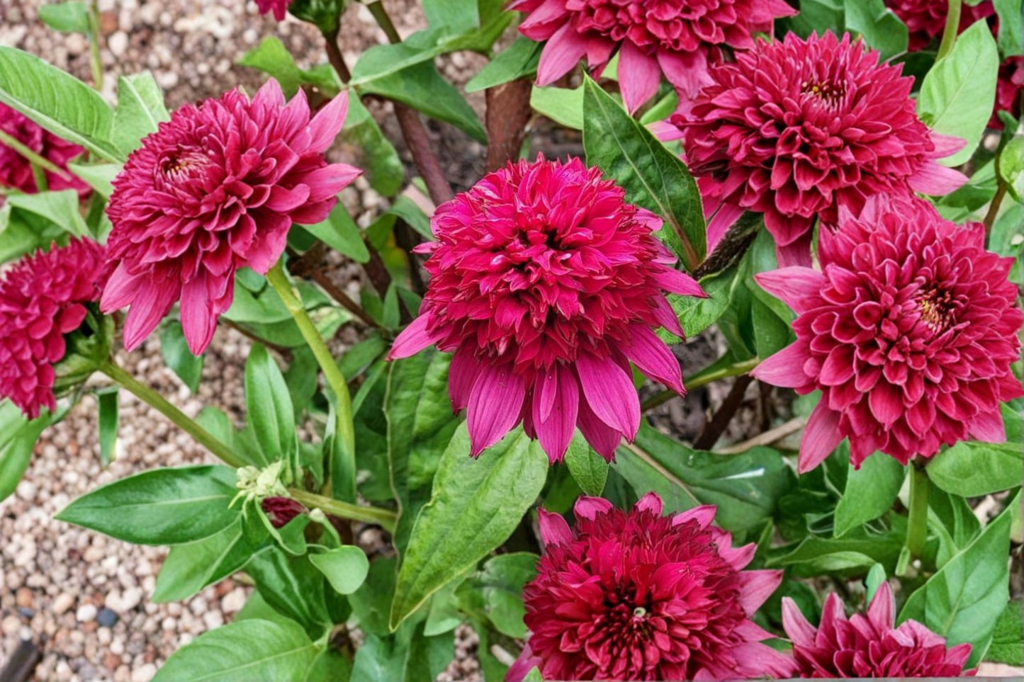 Double Scoop Raspberry Deluxe Coneflower Live Plants 3 Rooted Starters in 1 Qt Pots Pink Echinacea Flower