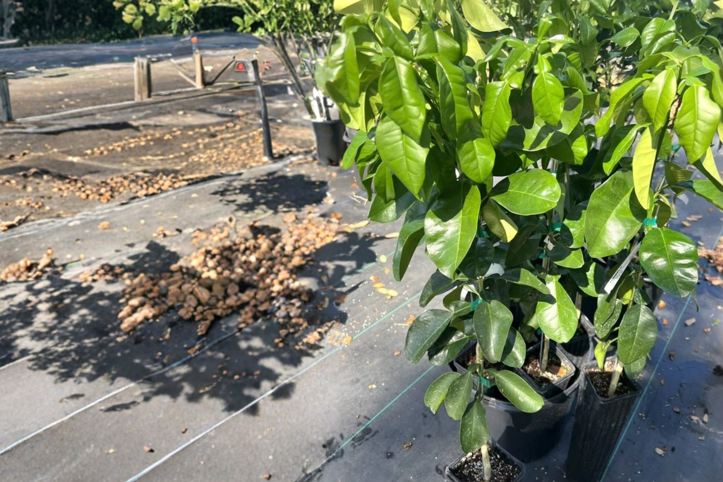 Pomelo Grapefruit Tree Grafted Live Plant 3ft Tall White Citrus Fruit Tree Sweet Tropical Backyard Garden No Ship to California