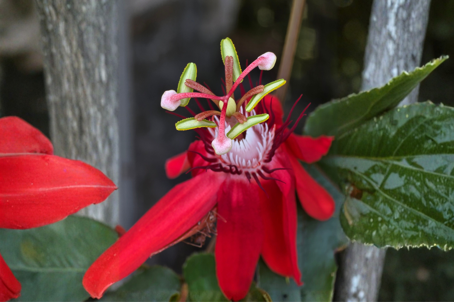 Passiflora 'Lady Margaret' Live Plant 6–8 Inches Tall – Passion Flower Vine (No Pot)