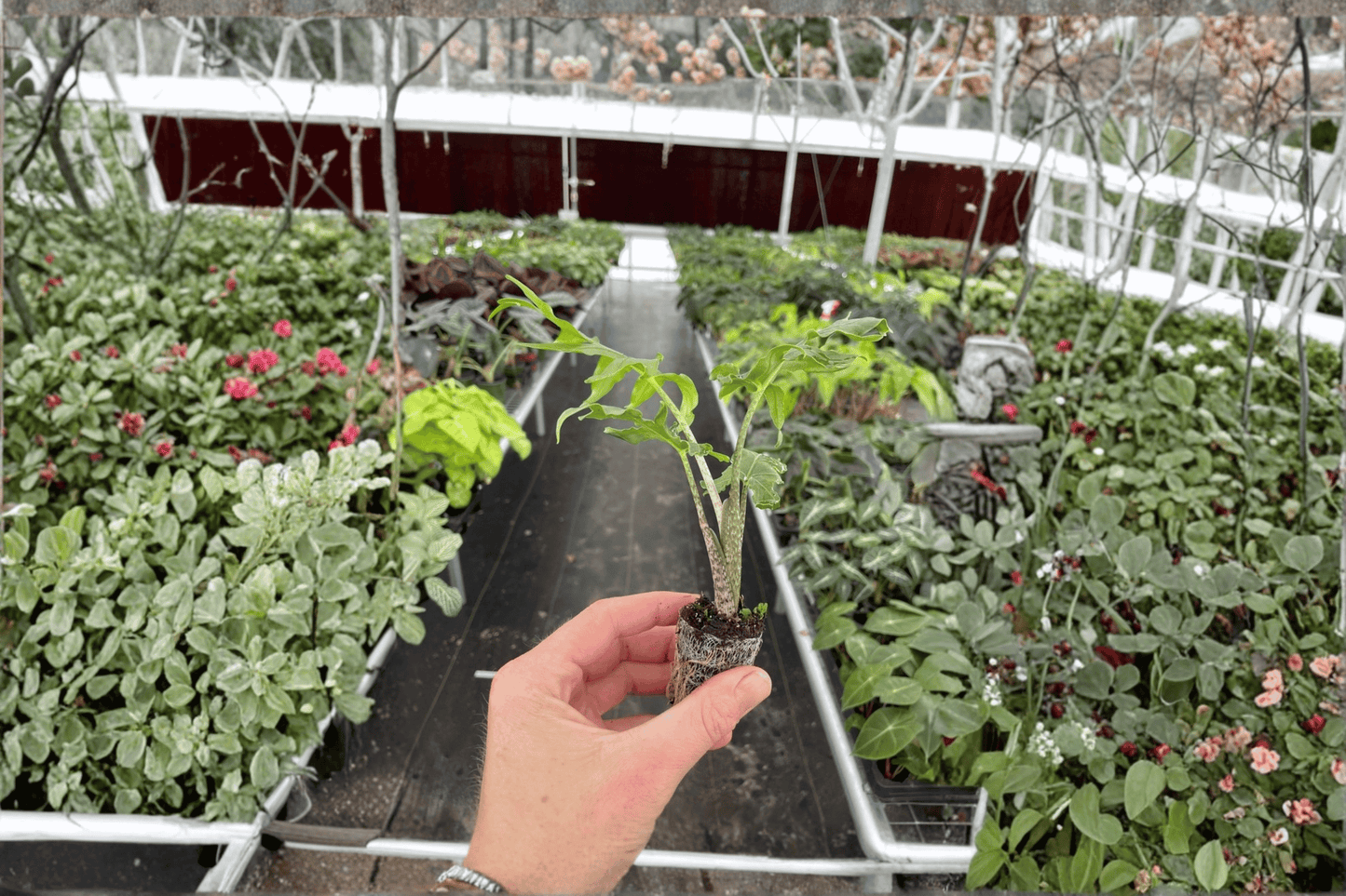 2 Alocasia brancifolia 'Nishihira' Starter Plants Bare Root – Alocasia brancifolia 'Nishihira'