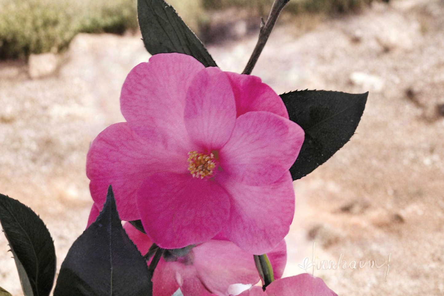 Japanese Camellia ‘Afternoon Delight’ 3 Gallon Live Plant – Camellia japonica Pink Flowering Evergreen Shrub
