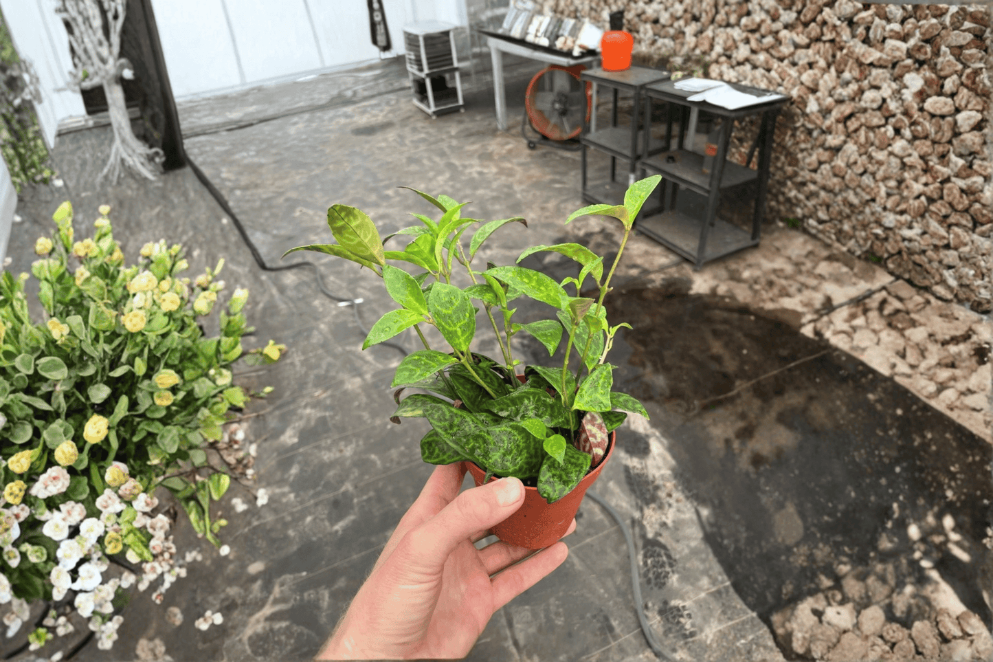 2 Black Pagoda Lipstick Plants in 4-Inch Pots – Aeschynanthus longicaulis Live Houseplants