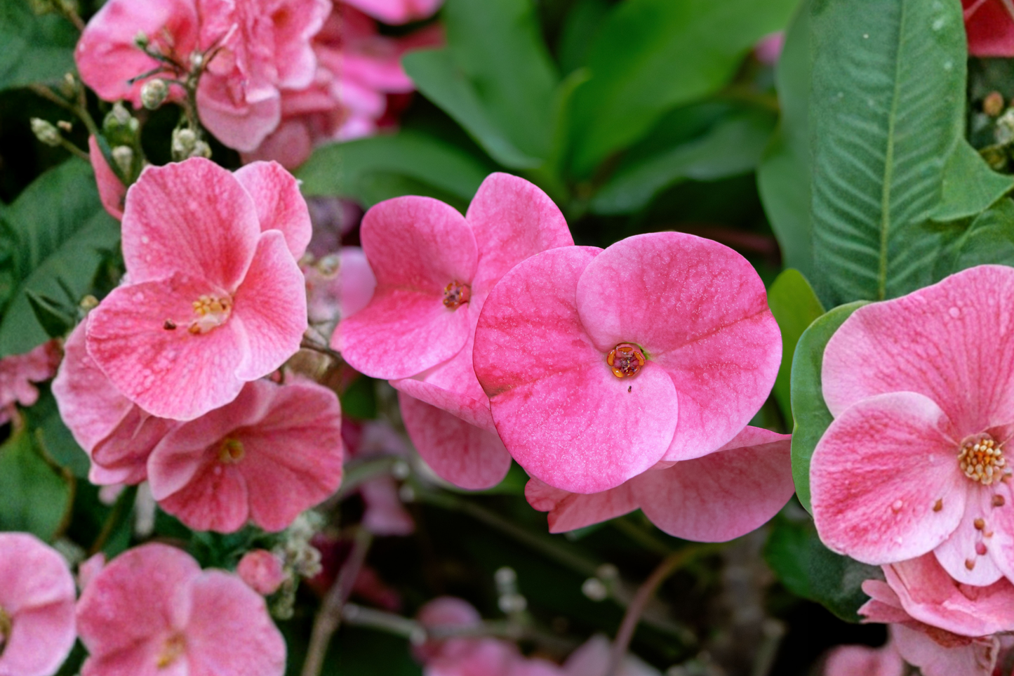 Thai Pink Crown of Thorns Live Plant – Approx. 7–12" Tall (Euphorbia milii)