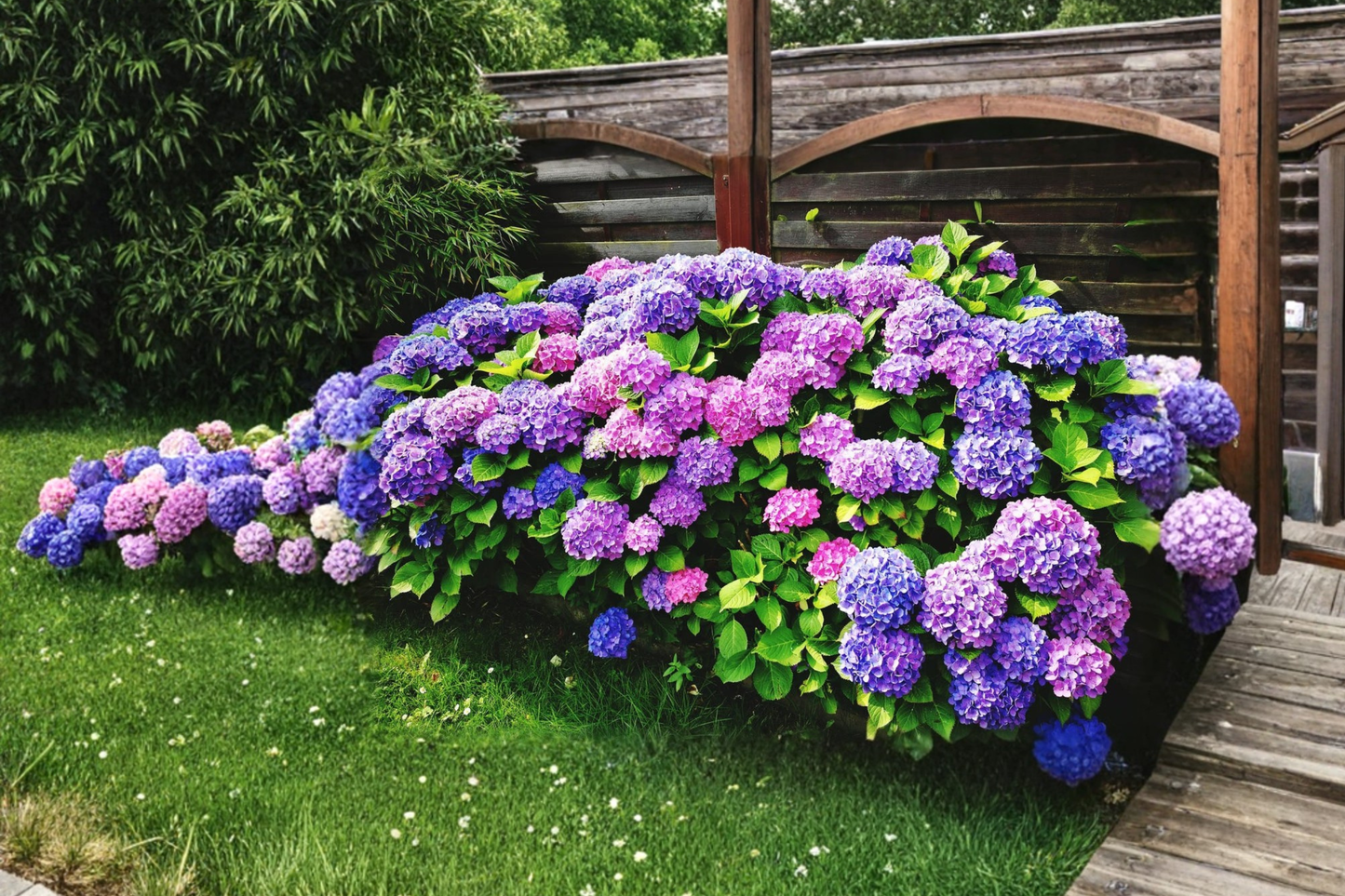 Assorted Hydrangea Macrophylla Live Plant 3 Gallon – Pink Purple Blue Flower Shrub for Garden, Landscape Outdoor Plant